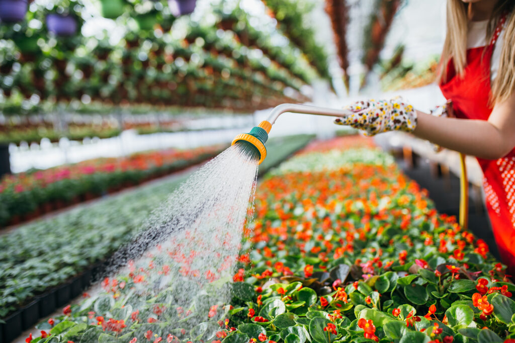 Tending flowers in the greenhouse