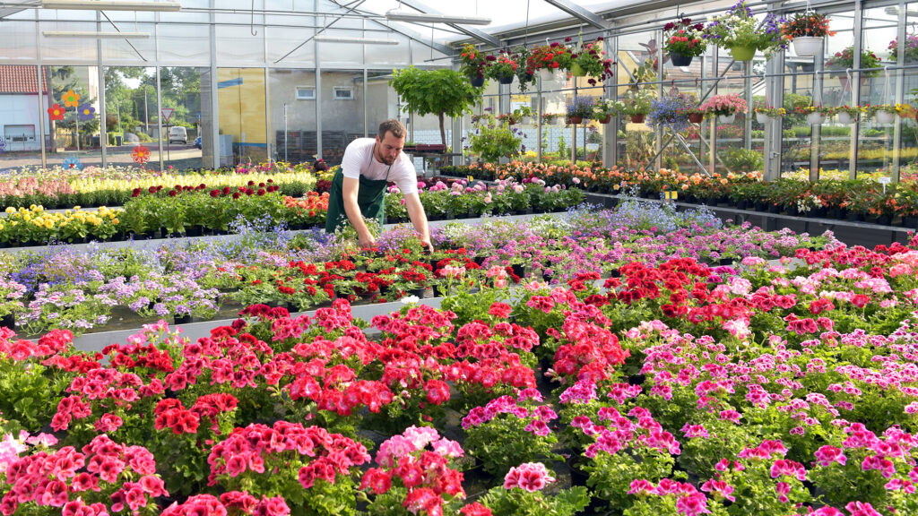 Growing flowers at the farm