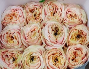 Garden rose