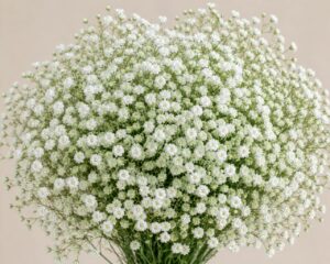 Gypsophila