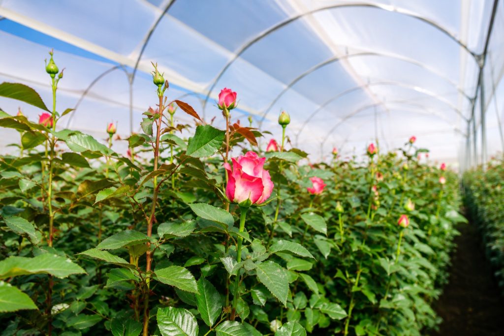 Roses growing under greenhouse cover at the farm